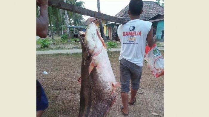 Warga Jambi Heboh Ada Ikan Raksasa